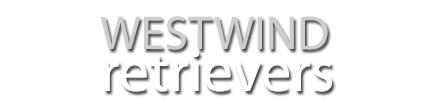 Westwind RETRIEVERS – Retriever training facility located in Flesherton, Ontario